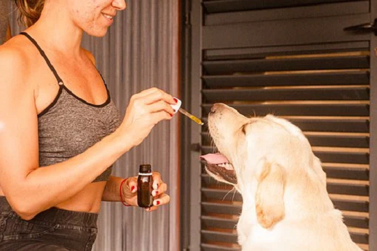CBD oil for dogs- everything you need to know